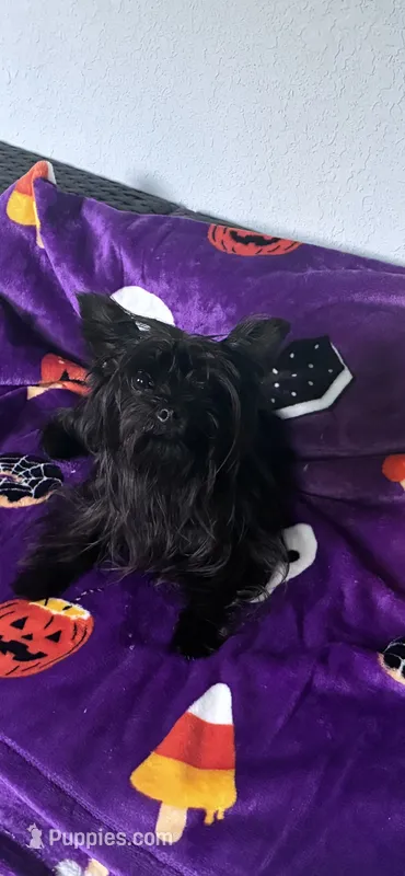 Midnight  – Yorkshire Terrier puppy for sale in Norfolk, VA