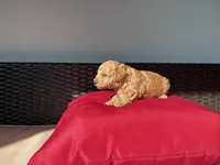 Copper, a male Poodle - Toy  for sale in Norfolk, VA – 4 of 4
