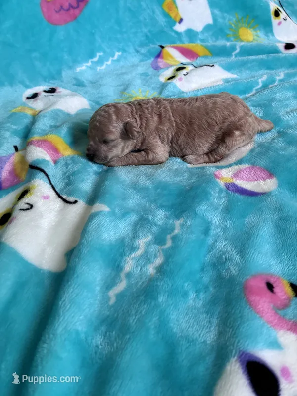 Baby bear  – Poodle - Toy  puppy for sale in Norfolk, VA