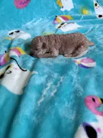 Baby bear , a male Poodle - Toy  for sale in Norfolk, VA – 1 of 7