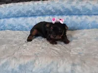Pixie , a female Yorkshire Terrier for sale in Norfolk, VA – 2 of 9