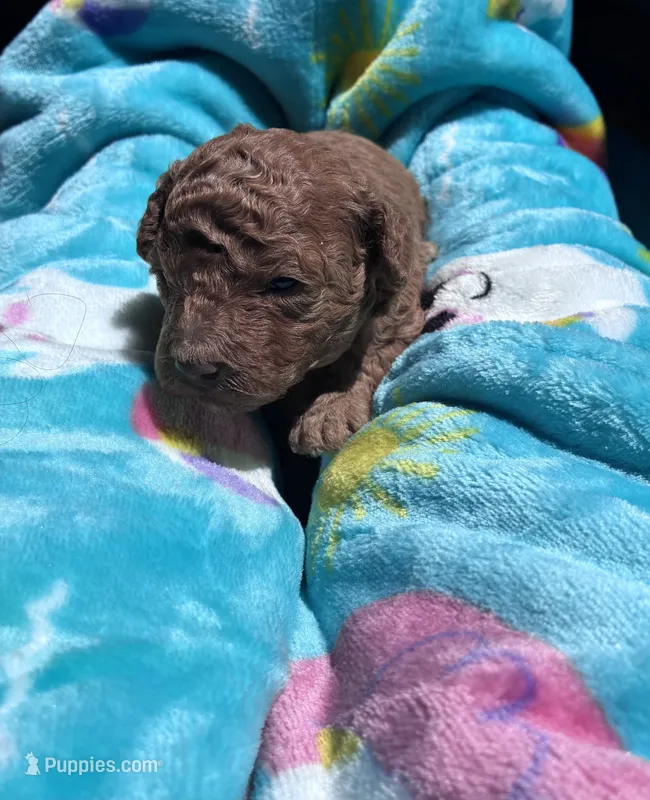 Hot Sauce  – Poodle - Toy  puppy for sale in Norfolk, VA
