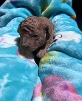 Hot Sauce , a male Poodle - Toy  for sale in Norfolk, VA – 1 of 6