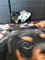 Pinky , a female Yorkshire Terrier for sale in Norfolk, VA – 6 of 8