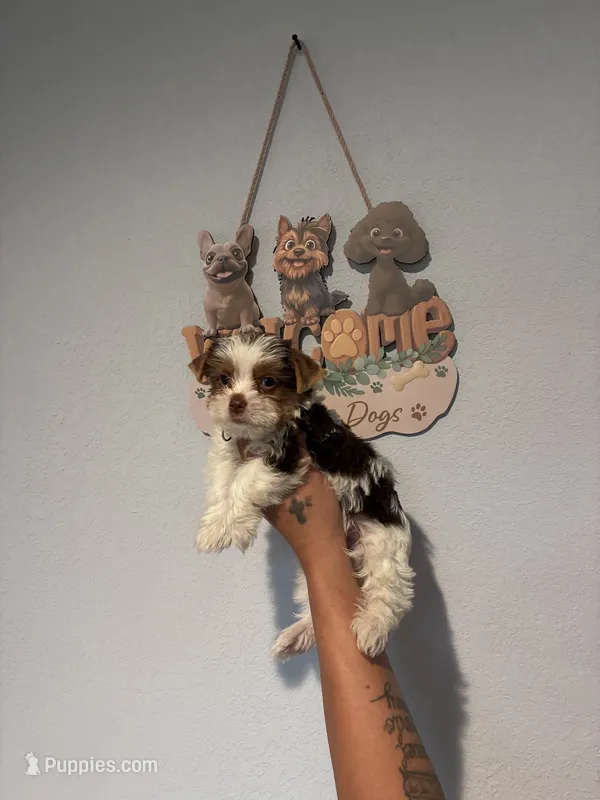 Peanut  – Yorkshire Terrier puppy for sale in Norfolk, VA