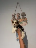 Peanut , a male Yorkshire Terrier for sale in Norfolk, VA – 1 of 5