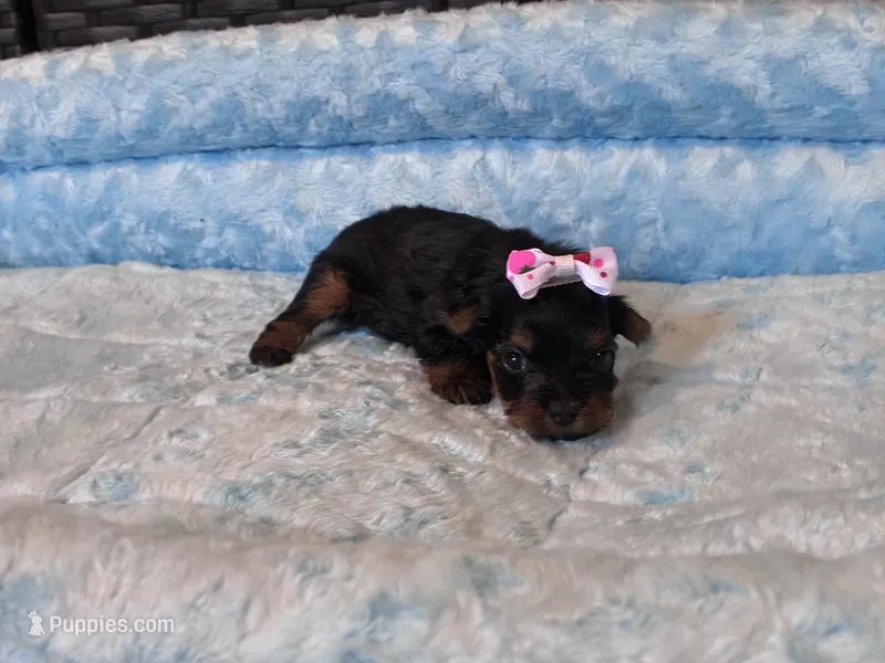 Pixie  – Yorkshire Terrier puppy for sale in Norfolk, VA