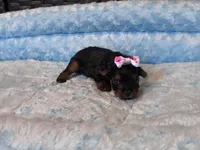 Pixie , a female Yorkshire Terrier for sale in Norfolk, VA – 1 of 9