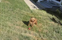 Rosie, a female Yorkshire Terrier for sale in Norfolk, VA – 5 of 7