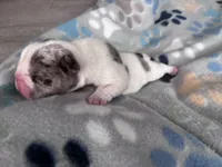 Meaty , a male French Bulldog for sale in Norfolk, VA – 8 of 9
