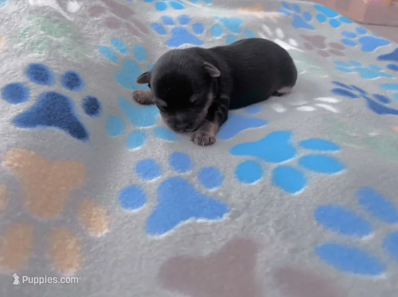 Dolly  – Yorkshire Terrier puppy for sale in Norfolk, VA