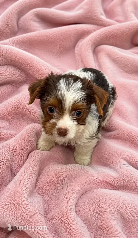 Snickers – Yorkshire Terrier puppy for sale in Norfolk, VA