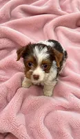 Snickers, a female Yorkshire Terrier for sale in Norfolk, VA – 1 of 1
