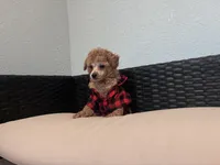 Cowboy , a male Poodle - Toy  for sale in Norfolk, VA – 4 of 8