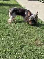 Meka, a female Yorkshire Terrier for sale in Norfolk, VA – 4 of 10