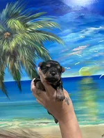 Tinker Bell , a female Yorkshire Terrier for sale in Norfolk, VA – 5 of 5