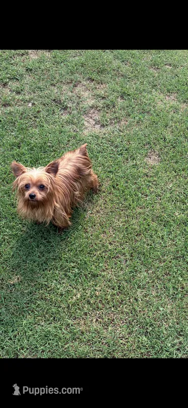 Rosie – Yorkshire Terrier puppy for sale in Norfolk, VA