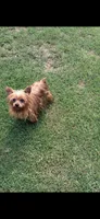Rosie, a female Yorkshire Terrier for sale in Norfolk, VA – 1 of 7