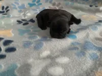 Beefy, a female French Bulldog for sale in Norfolk, VA – 9 of 10