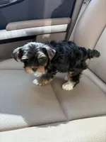 Annabelle , a female Yorkshire Terrier for sale in Norfolk, VA – 4 of 4