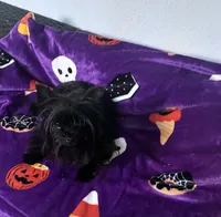 Midnight , a female Yorkshire Terrier for sale in Norfolk, VA – 3 of 8