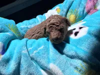 Hot Sauce , a male Poodle - Toy  for sale in Norfolk, VA – 6 of 6