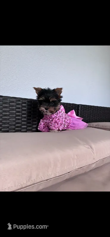 Bebe  – Yorkshire Terrier puppy for sale in Norfolk, VA