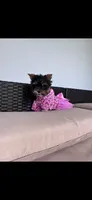 Bebe , a female Yorkshire Terrier for sale in Norfolk, VA – 1 of 8