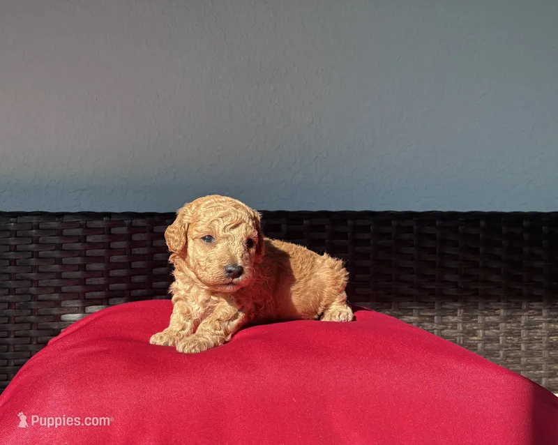 Red girl – Poodle - Toy  puppy for sale in Norfolk, VA