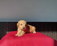 Red girl, a female Poodle - Toy  for sale in Norfolk, VA – 1 of 6