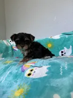 Annabelle , a female Yorkshire Terrier for sale in Norfolk, VA – 2 of 4