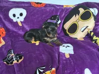 Beauty , a female Yorkshire Terrier for sale in Norfolk, VA – 2 of 8