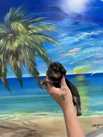 Tinker Bell , a female Yorkshire Terrier for sale in Norfolk, VA – 4 of 5