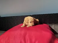 Red girl, a female Poodle - Toy  for sale in Norfolk, VA – 3 of 6
