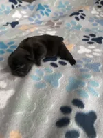 Beefy, a female French Bulldog for sale in Norfolk, VA – 3 of 10