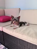 Meka, a female Yorkshire Terrier for sale in Norfolk, VA – 3 of 10