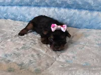 Pixie , a female Yorkshire Terrier for sale in Norfolk, VA – 4 of 9