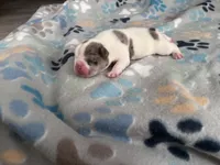 Meaty , a male French Bulldog for sale in Norfolk, VA – 3 of 9