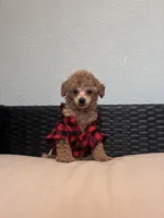 Cowboy , a male Poodle - Toy  for sale in Norfolk, VA – 5 of 8