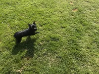 Midnight , a female Yorkshire Terrier for sale in Norfolk, VA – Photo 2 of 4