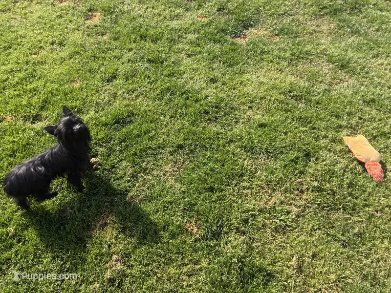 Midnight  – Yorkshire Terrier puppy for sale in Norfolk, VA