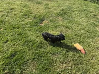 Midnight , a female Yorkshire Terrier for sale in Norfolk, VA – Photo 3 of 4