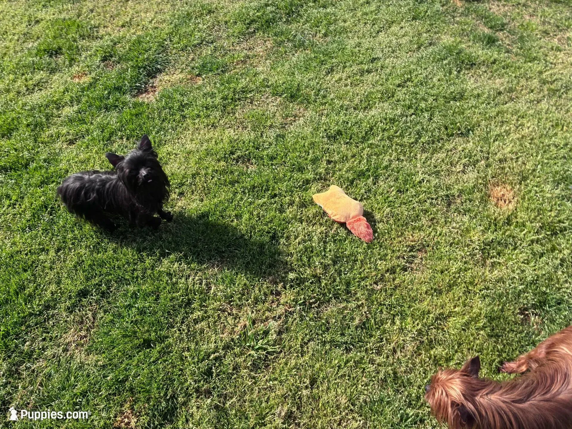 Midnight  – Yorkshire Terrier puppy for sale in Norfolk, VA