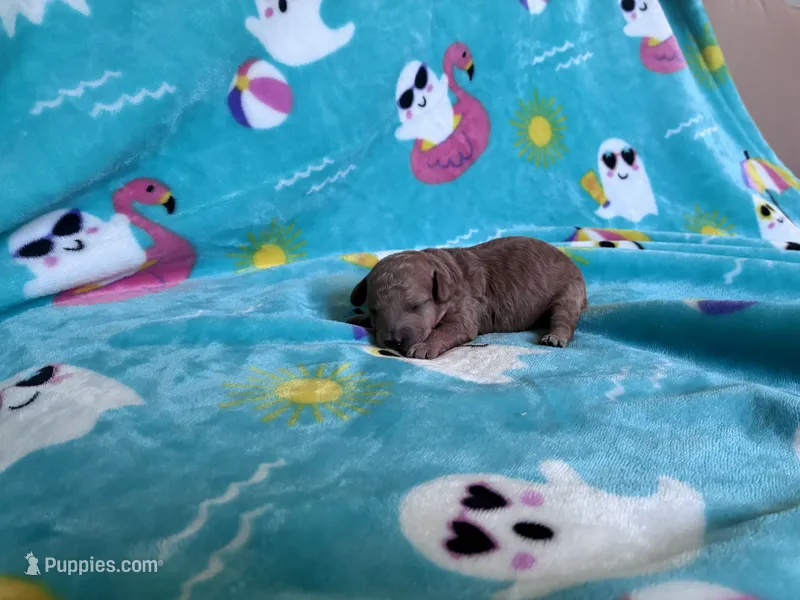 Rainbow  – Poodle - Toy  puppy for sale in Norfolk, VA