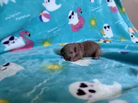Rainbow , a female Poodle - Toy  for sale in Norfolk, VA – 1 of 5