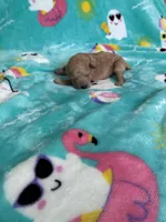 Baby bear , a male Poodle - Toy  for sale in Norfolk, VA – 2 of 7