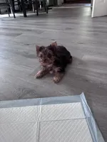 Honey , a female Yorkshire Terrier for sale in Norfolk, VA – 5 of 6
