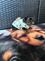 Pinky , a female Yorkshire Terrier for sale in Norfolk, VA – 3 of 8