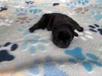 Beefy, a female French Bulldog for sale in Norfolk, VA – 7 of 10