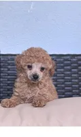 Chucky , a male Poodle - Toy  for sale in Norfolk, VA – 2 of 3